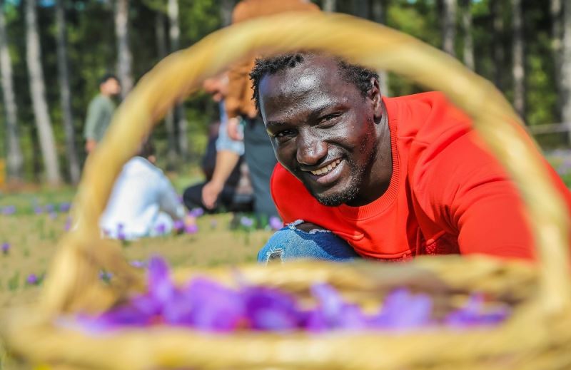 KBÜ’lü Uluslararası öğrencilerden Safran hasadı
