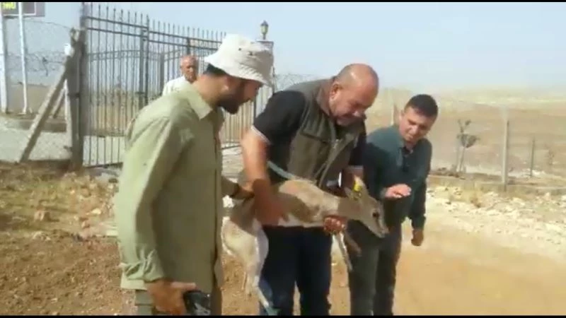 Kaçak yolla Mersin’e getirilen ceylan Şanlıurfa’da doğal yaşam alanına salındı

