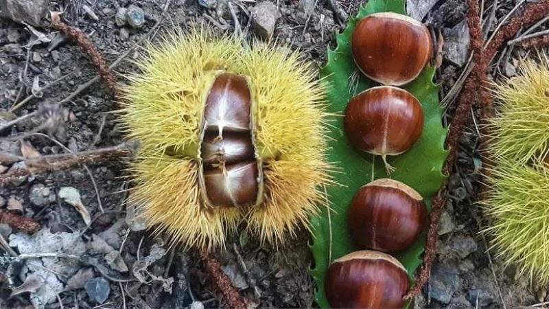 Kazdağları kestanesi köylülerin gelir kapısı oldu

