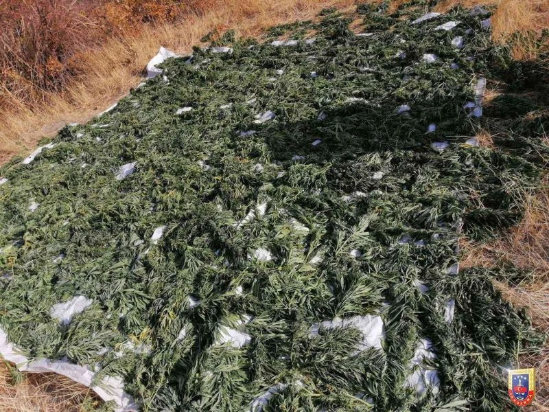 Diyarbakır’da 1 ton 817 kilogram esrar ele geçirildi
