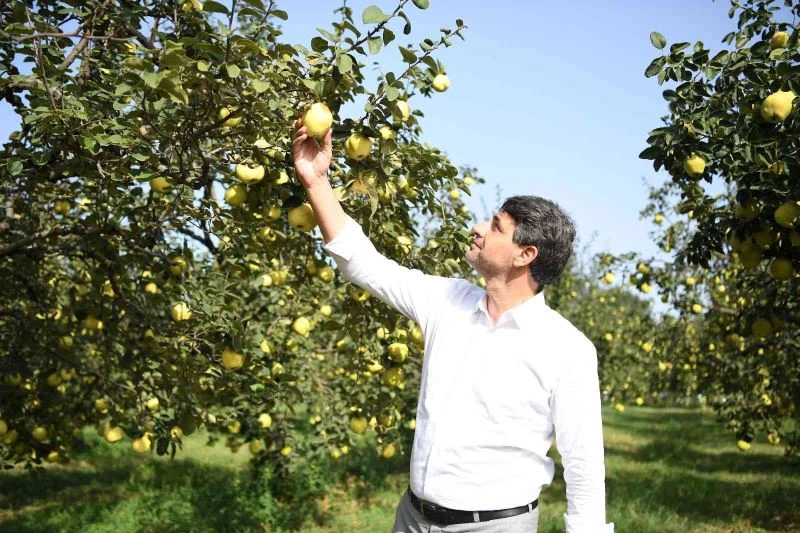 Bu festivalde Ayva rüzgarı esecek
