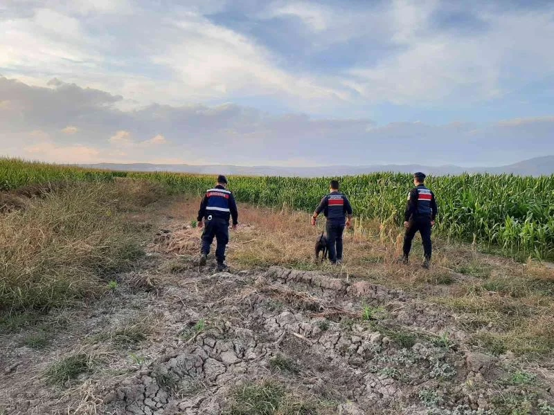 Elazığ’da jandarmadan suların çekildiği alanlarda yasa dışı kenevir ekimine karşı önlem
