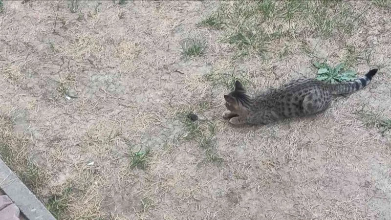 Tom ve Jerry karakteri gerçek oldu
