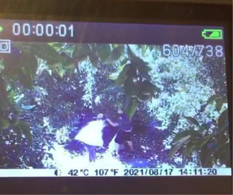 Avokado hırsızları üreticiyi bezdirdi: tanesi 10-15 TL