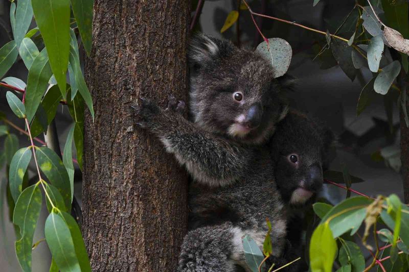 Avustralya’da 400 koala klamidyaya karşı aşılanacak
