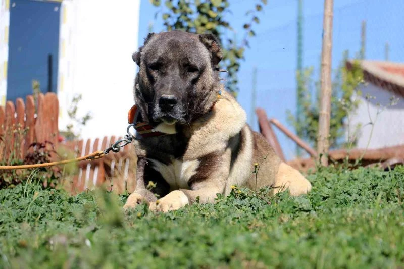 Anadolu aslanları kışa hazırlanıyor

