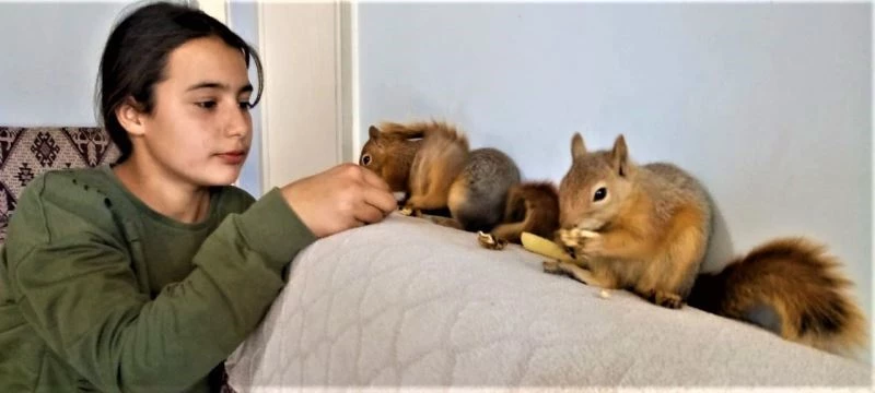 (Özel) Erzincan’da ölmek üzereyken bulunan 3 yavru sincap, Taşdelen ailesinin neşesi oldu
