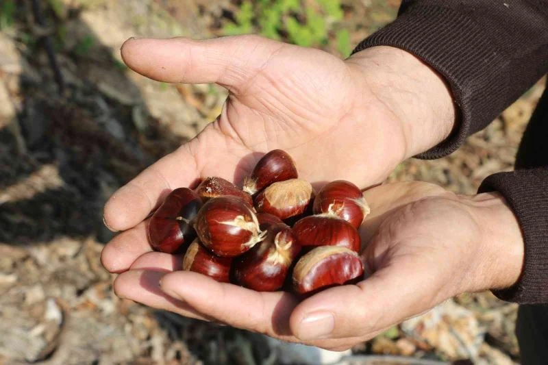 Bursa’da gal arısından temizlenen kestanede rekolte yüzde 70 arttı
