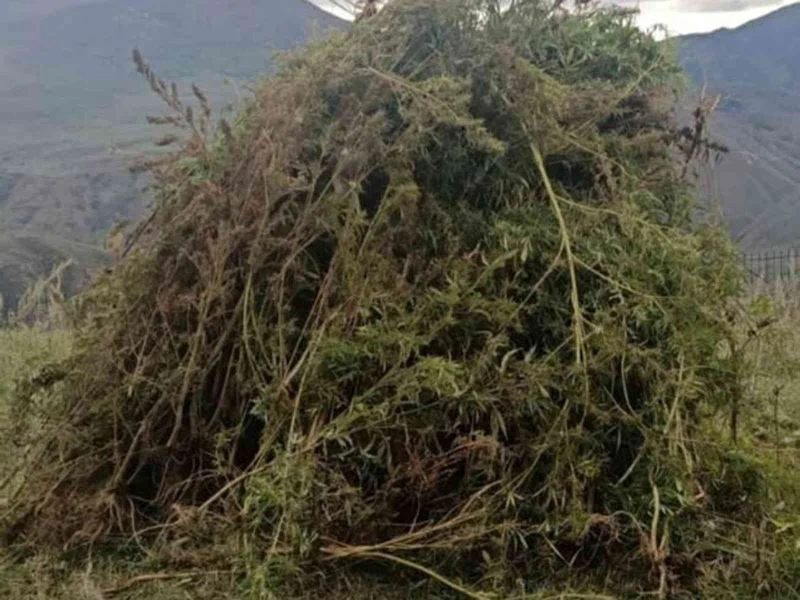 Ardahan’da 12 bin 820 kök kenevir imha edildi
