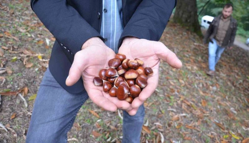 ’Nebiyan kestanesi’ coğrafi işaret yolunda
