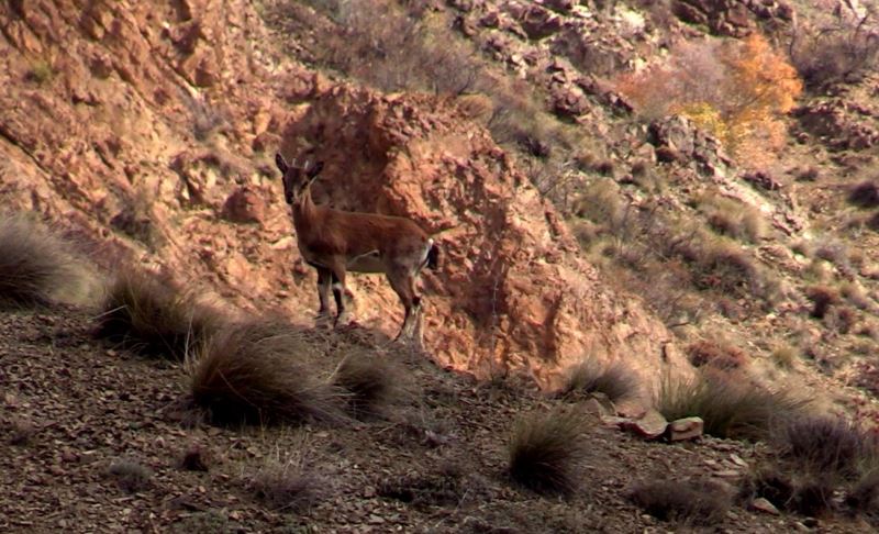 Yaban keçisi sürüsü doğal ortamında görüntülendi, kartpostallık manzaralar ortaya çıktı
