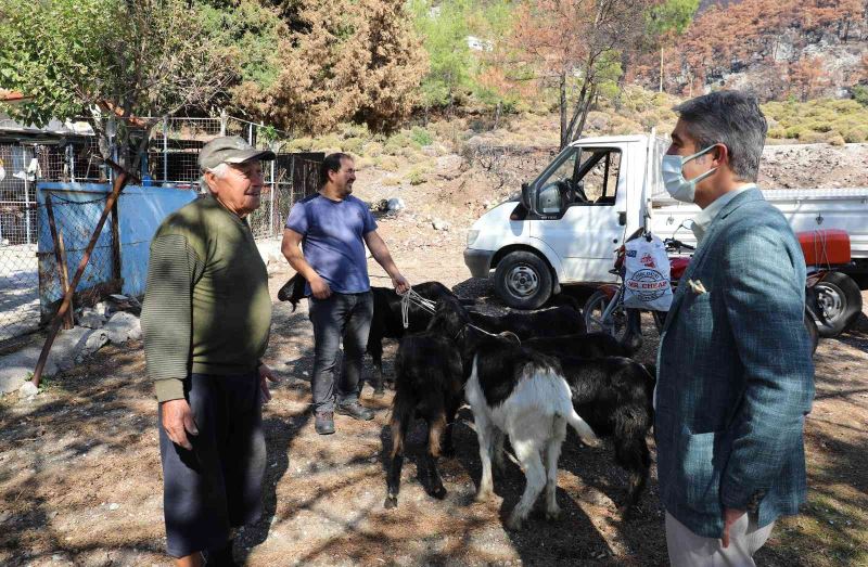 Marmaris Belediyesi 257 keçiyi vatandaşlara dağıttı
