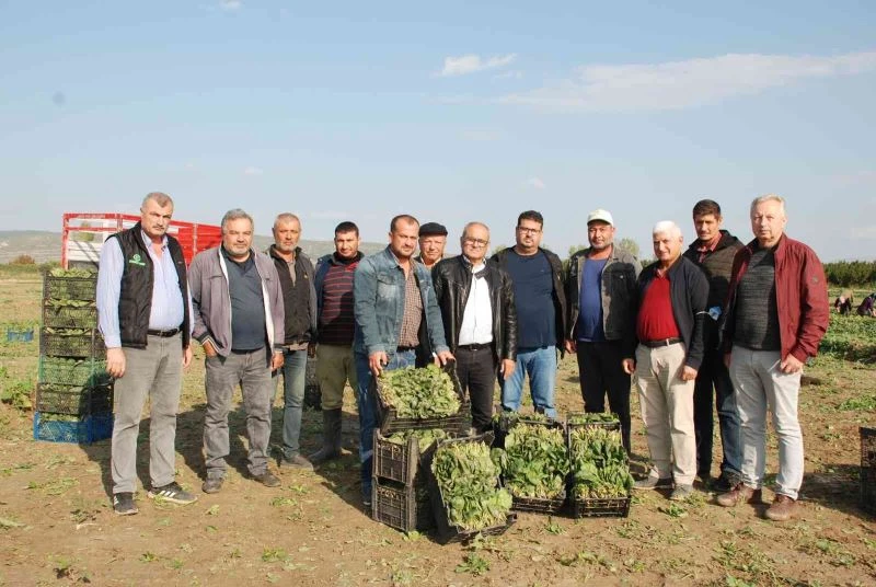 Üretici ve işçileri zehirli ıspanak iddiaları vurdu: 