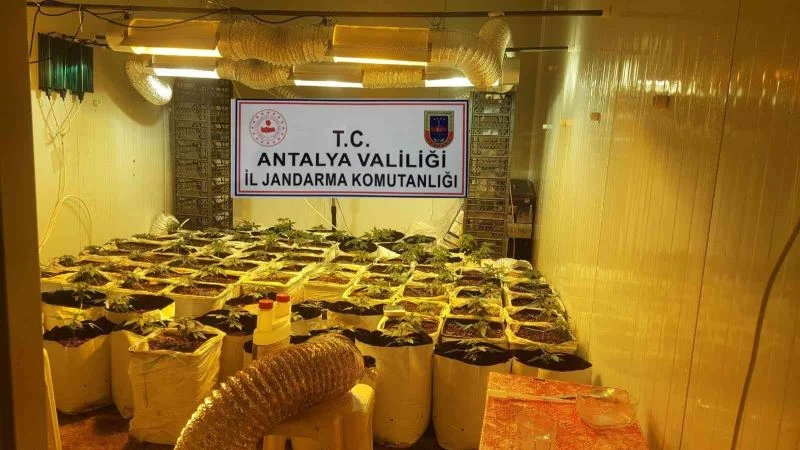 Konteyneri uyuşturucu serasına dönüştürmüşler
