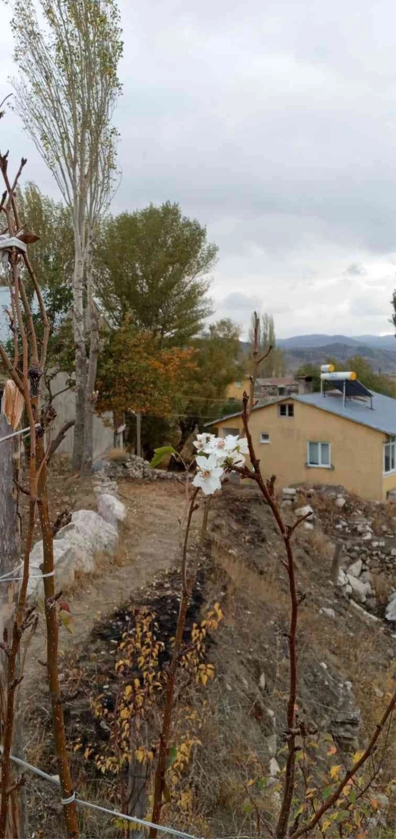 Armut ağacında sonbahar sürprizi
