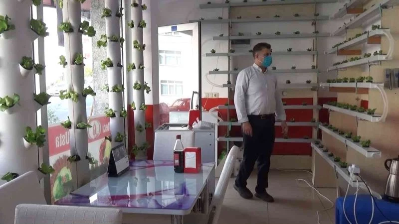 Köfte dükkanında marul yetiştiriyor, müşteriler dekor sanıyor
