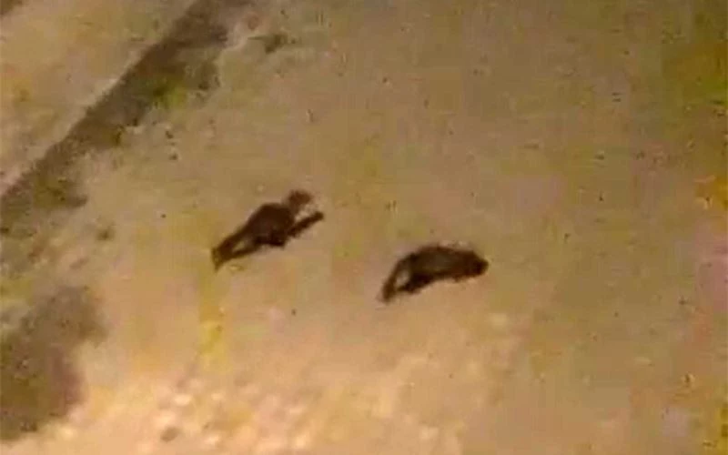 Nesli tükenmekte olan gelincik Ardahan’da şehre indi
