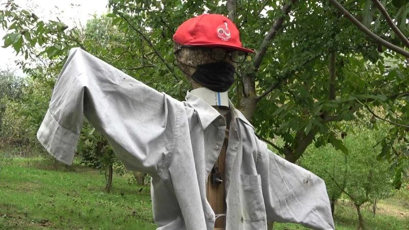 Kestaneye dadanan kargaların ‘Jandarma’ kabusu oldu!
