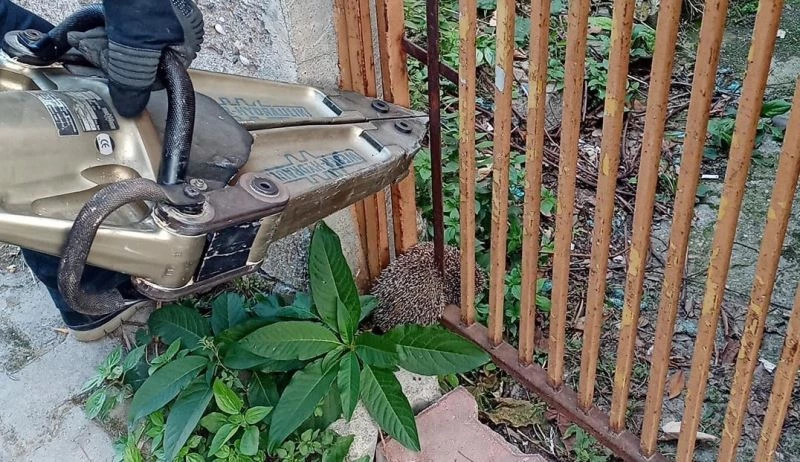  Demir parmaklıklara  sıkışan kirpiyi itfaiye ekipleri kurtardı
