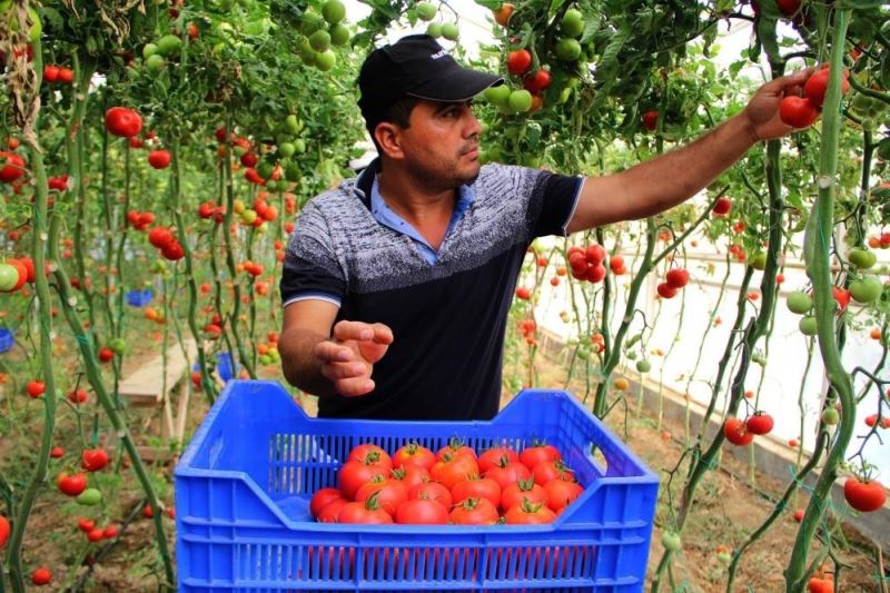 Antalya halinde domatesin fiyat endeksi geçen yılın Eylül ayına göre yüzde 135 arttı
