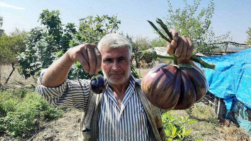 Bahçesinde yetiştirdiği 3 kiloluk patlıcan görenleri şaşırttı
