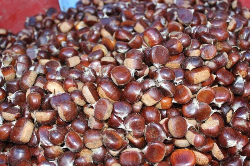 Türkeli’de sezonun ilk kestanesi tezgahlarda yerini aldı
