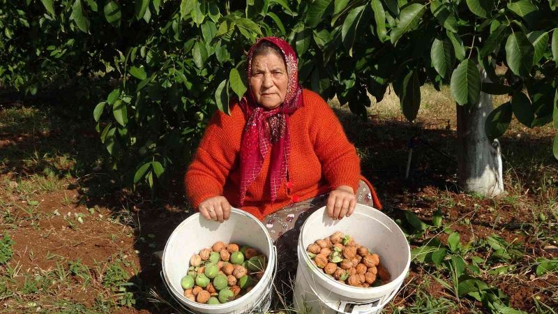 Meşhur Çameli cevizinde hasat zamanı
