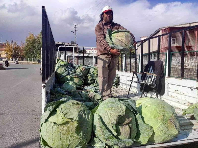 35 kiloluk lahanalar şaşkına çeviriyor
