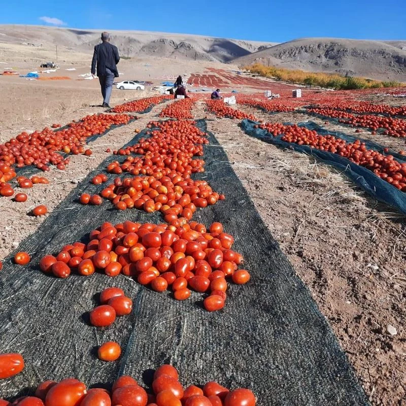 Kaynarca kırmızıya büründü
