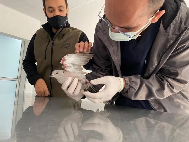 Halı sahanın filesine takılan kumru kuşu kurtarıldı
