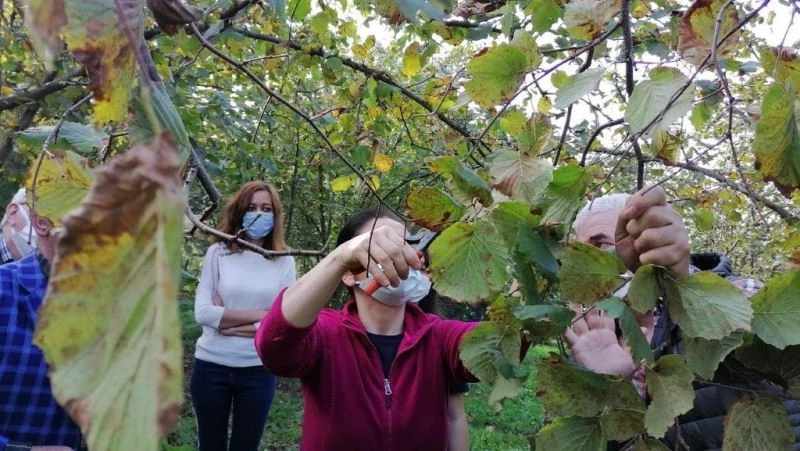 Fındığın verimini arttırmak için budama eğitimi verildi
