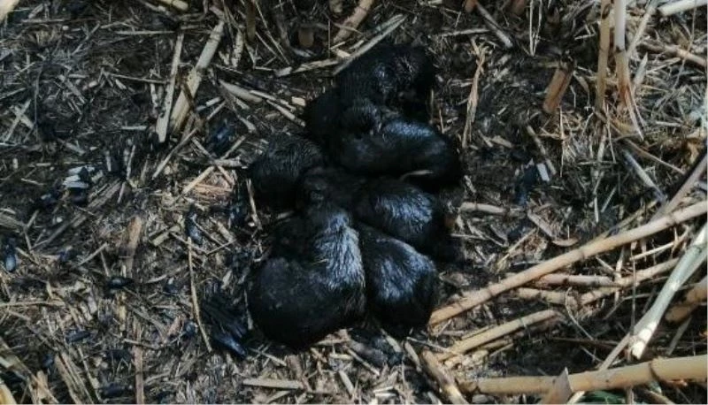 Köpek yavrularını yanmaktan itfaiye ekipleri kurtardı
