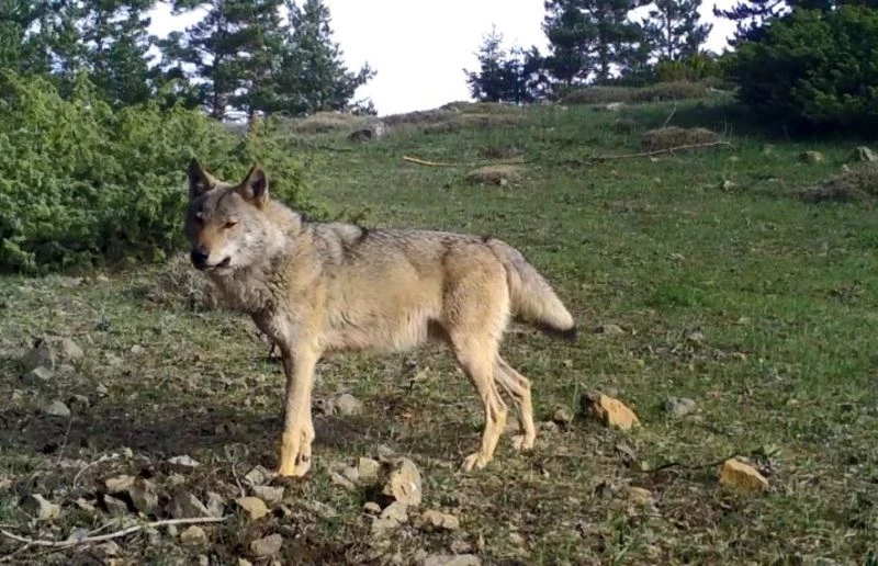 Artvin’de yaban hayatı fotokapanla görüntülendi
