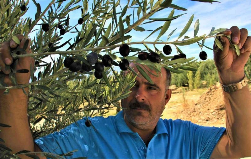 Kuraklık zeytinde rekolteyi düşürdü, kaliteyi etkilemedi
