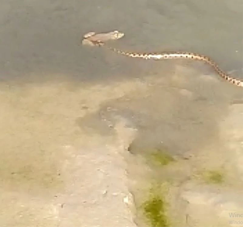 Yılanın yakaladığı kurbağa ile imtihanı
