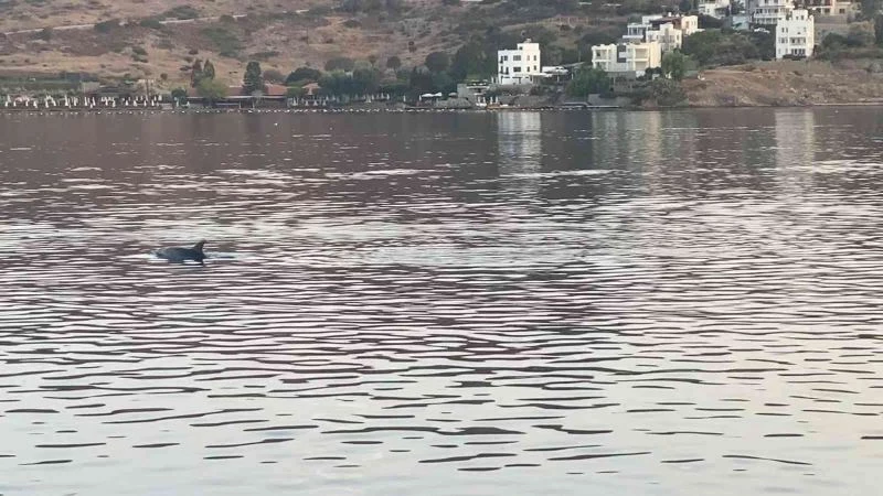 Koya giren yunus sürüsünü balıkçılar görüntüledi
