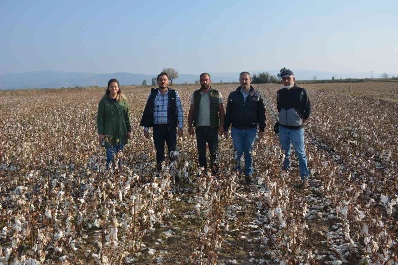 Şiddetli yağışın zarar verdiği pamuklar yerde kaldı
