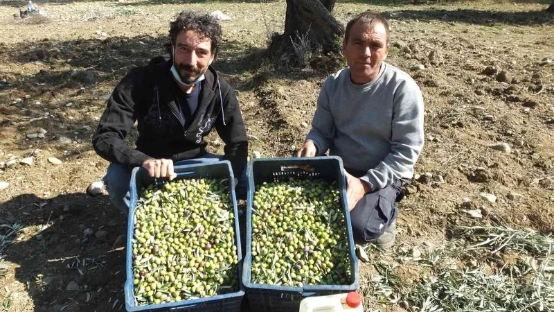 Değişik illerden gelip zeytin hasadına katıldılar
