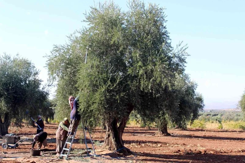 Kilis’te zeytinde erken hasat dönemi
