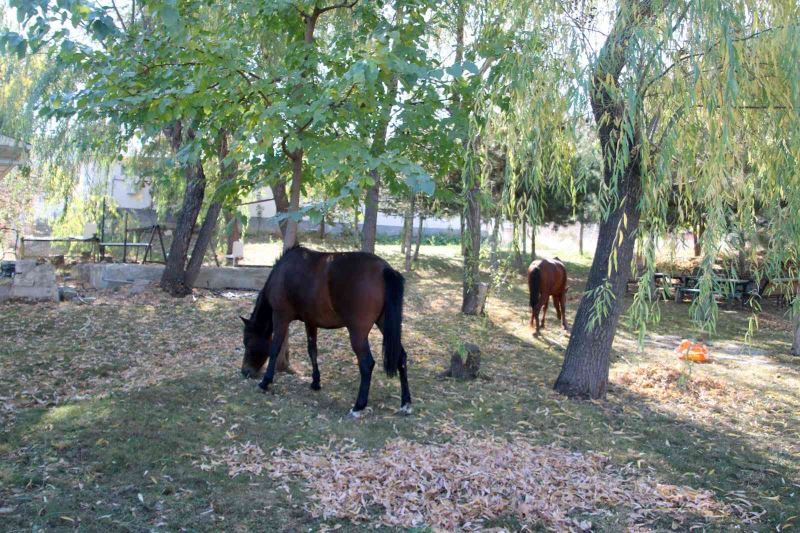 Terk edilmiş iki at ve eşeğe Çankaya’da barınakta sahip çıkılıyor
