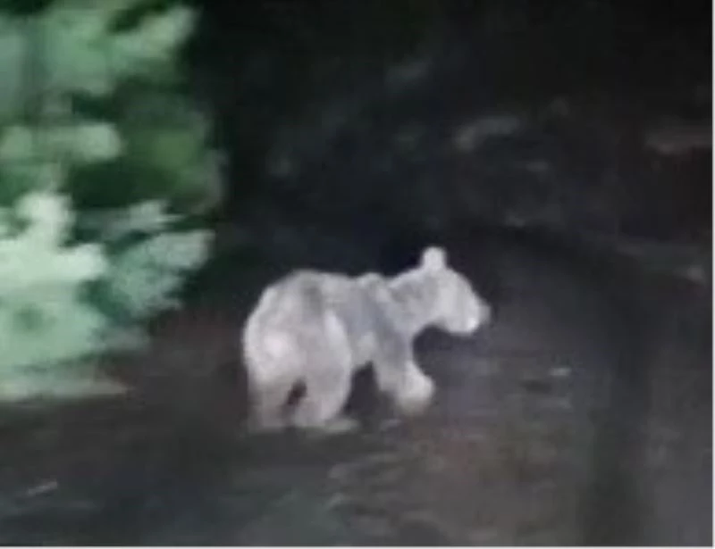 Ormanda dolaşan off-road ekibinin önüne ayı çıktı
