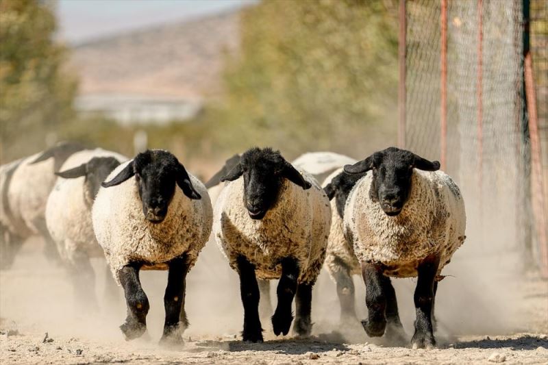 Koyunlara embriyo transferiyle et ve süt verimini katlama hedefi