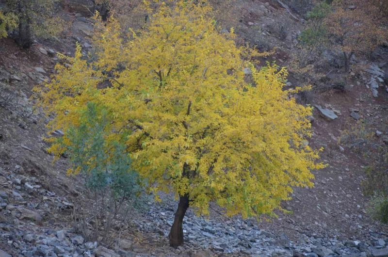 Habur Çayı etrafında ağaçların renk cümbüşü kartpostallık görüntüler oluşturdu
