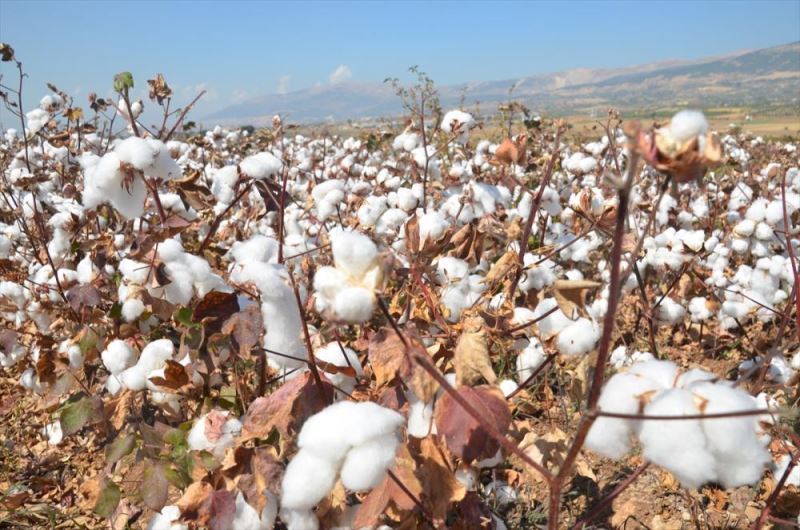 Kahramanmaraş