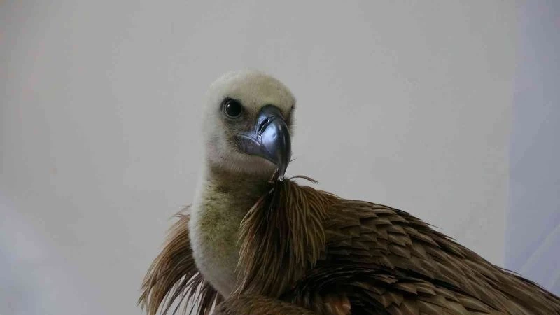 Göç yolunda yorulan kızıl akbaba Marmara Denizi’ne düştü
