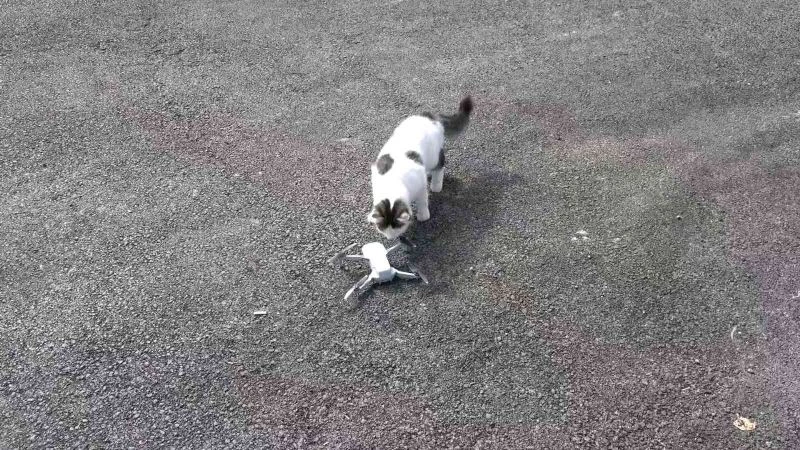 Meraklı kedinin drone ilgisi
