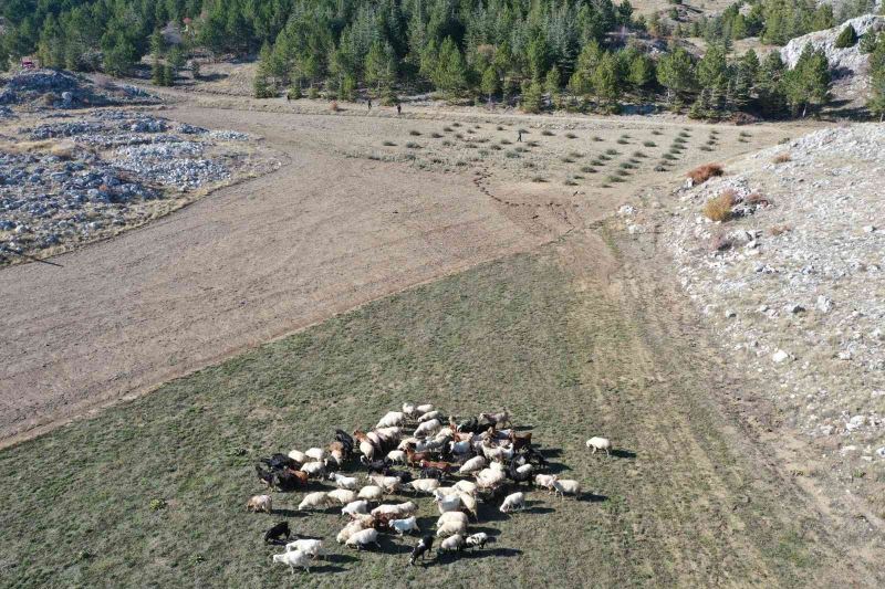 Kaybolan küçükbaşlar drone ile bulundu
