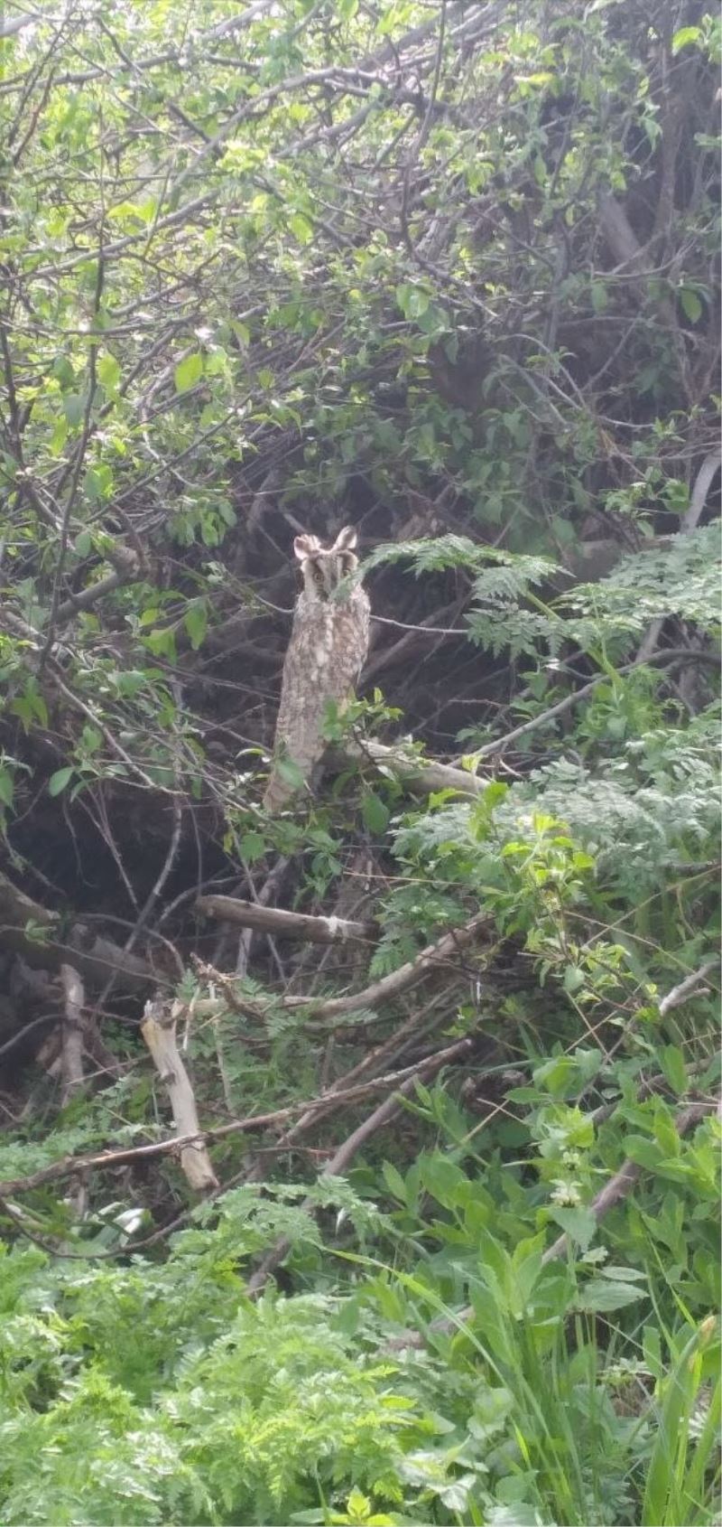 Tunceli’de kulaklı orman baykuşu fotoğraflandı
