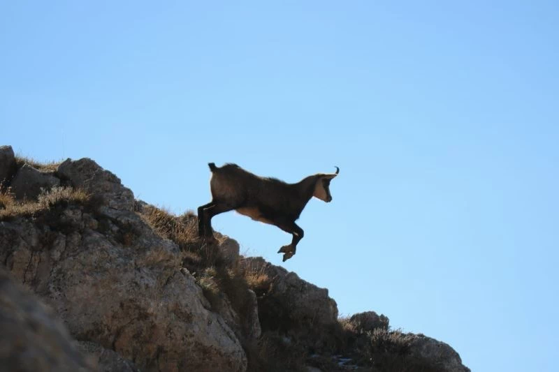 Tunceli’de çengel boynuzlu dağ keçisi görüntülendi

