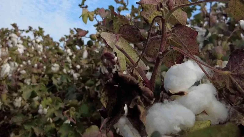 Kuraklık ve sıcaklar nedeniyle verimin düştüğü pamukta hasat zamanı
